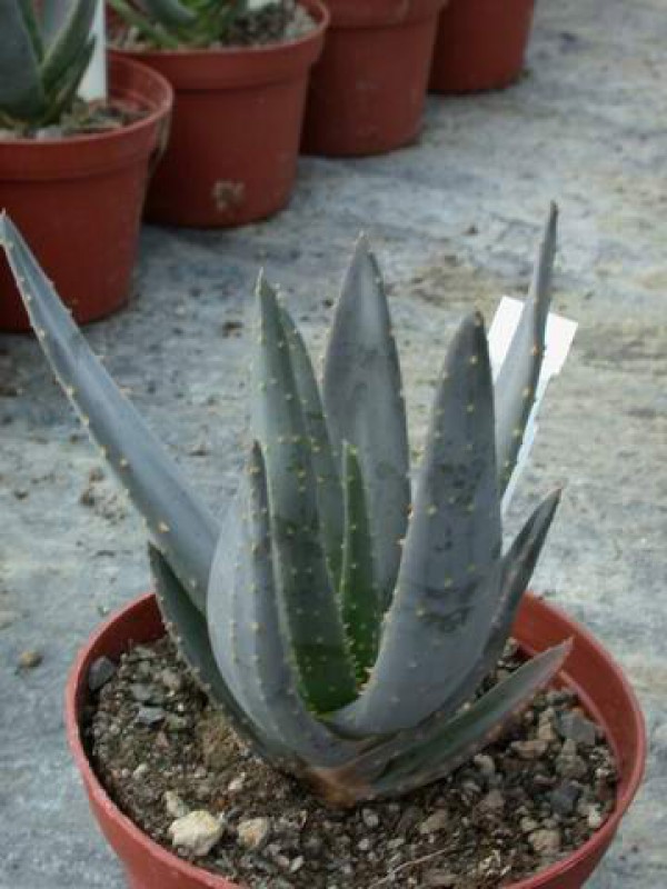 aloe ramosissima1w