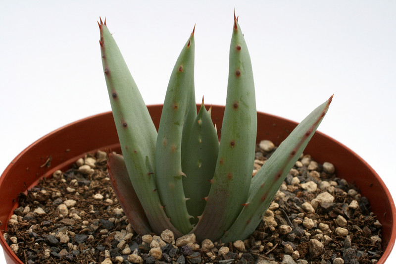 aloe peglerae 7685