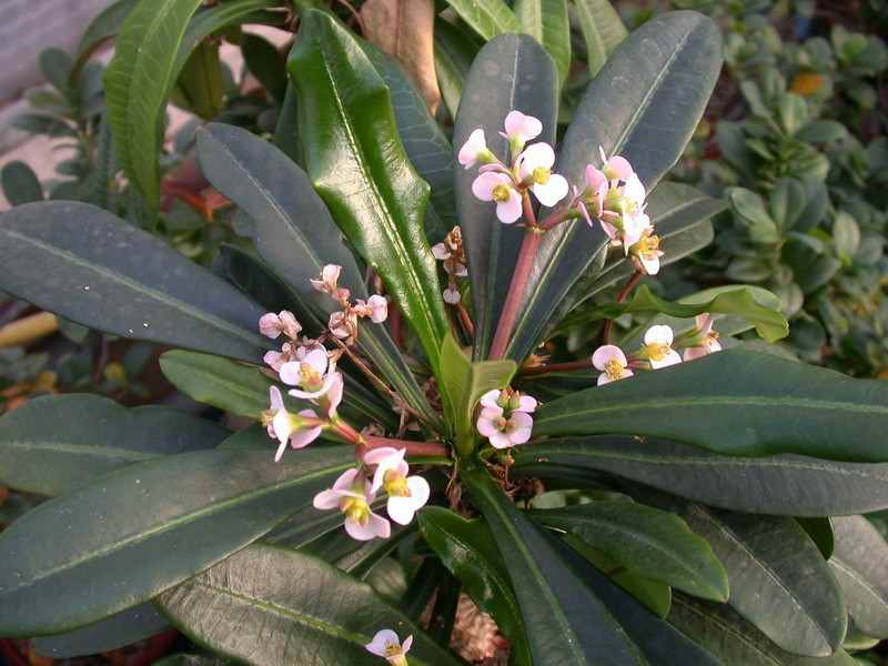 euphorbia lophogona 1302 sm