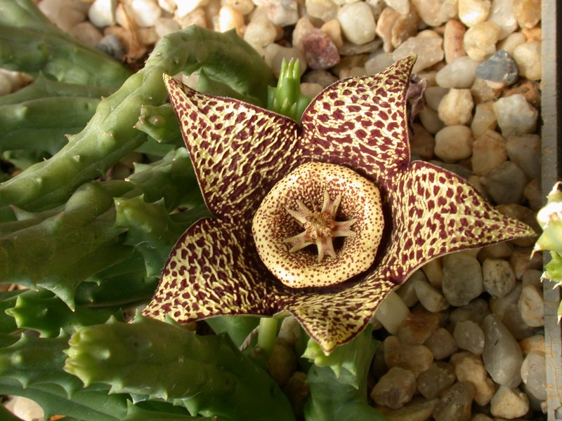 orbea variegata helle bluete 03