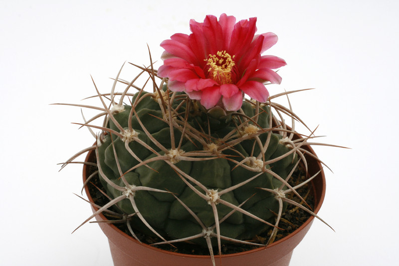 gymnocalycium oenathemum 9922