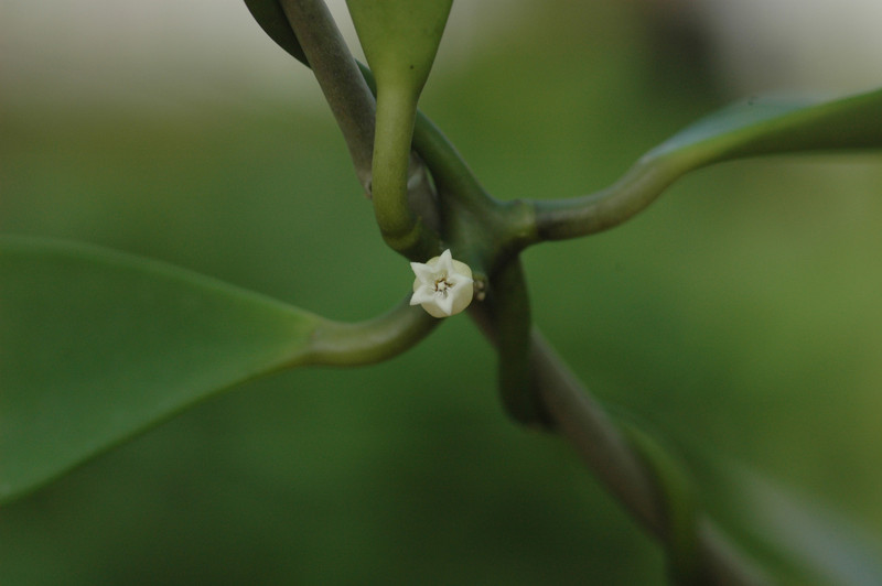 dischidia latifolia 02