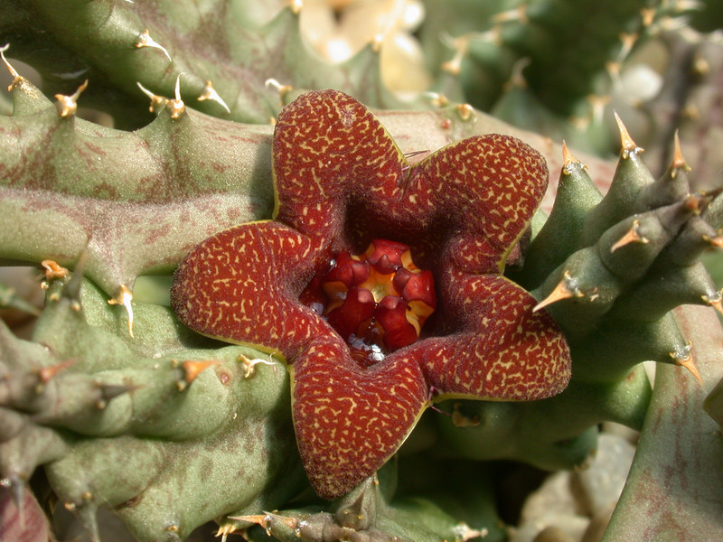 huerniopsis decipiens pvb4550 02