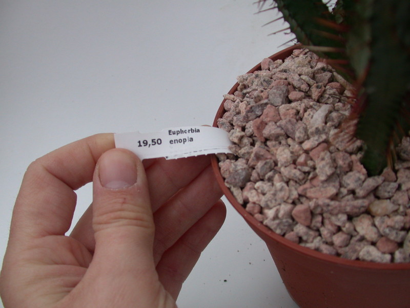 euphorbia enopla 1347