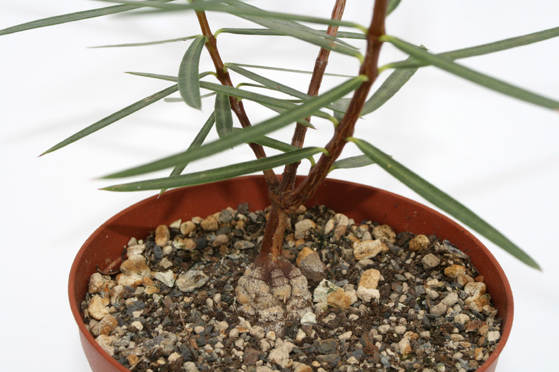 secamone sp madagaskar 4041