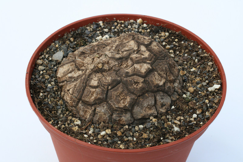 dioscorea mexicana 2267