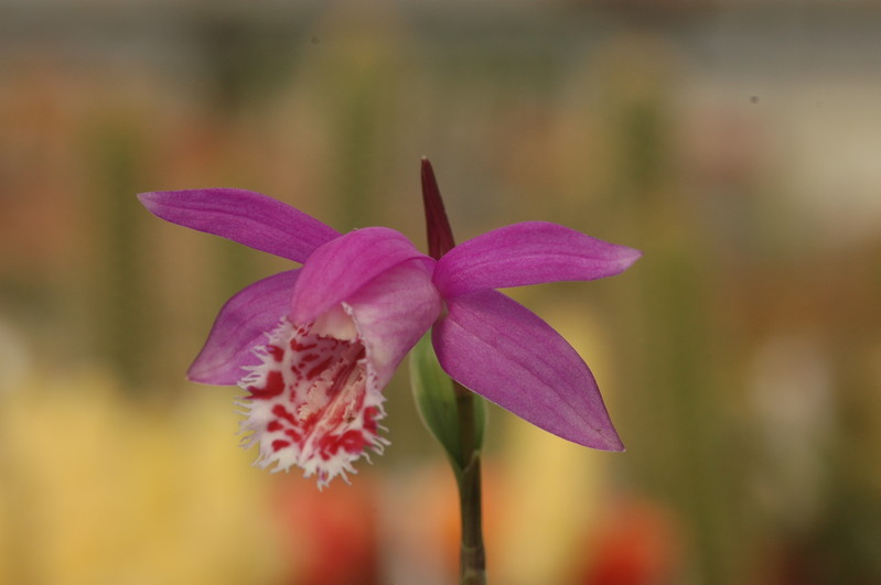 pleione limprichtii 1201
