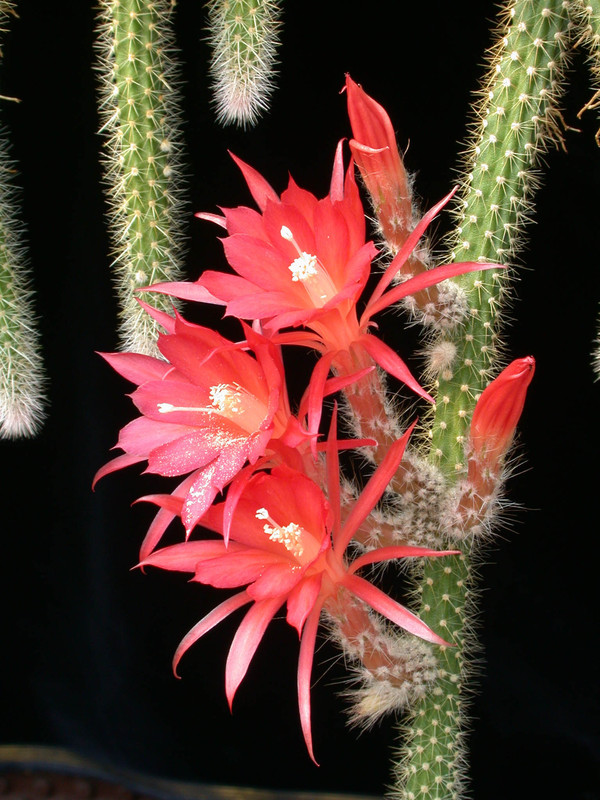 aporocactus scheunemann 02