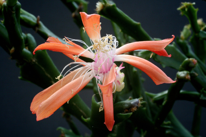 schlumbergera enigma 5806