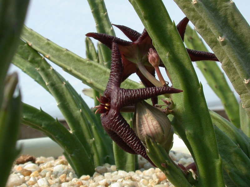 stapelia baylissii oudekraal 02