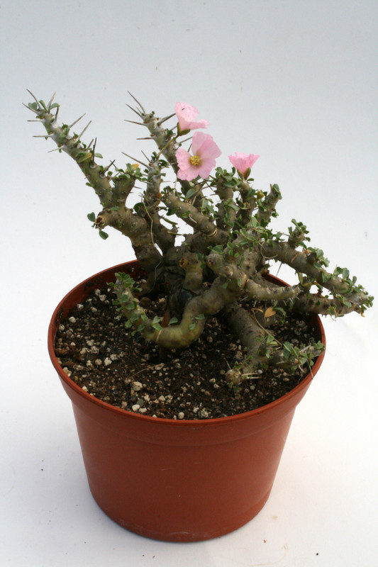 sarcocaulon pattersonii 2991