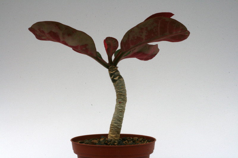 euphorbia millotii 9357