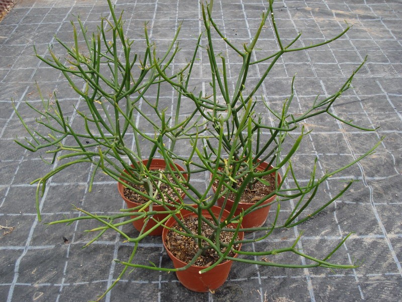 euphorbia tirucalli 3