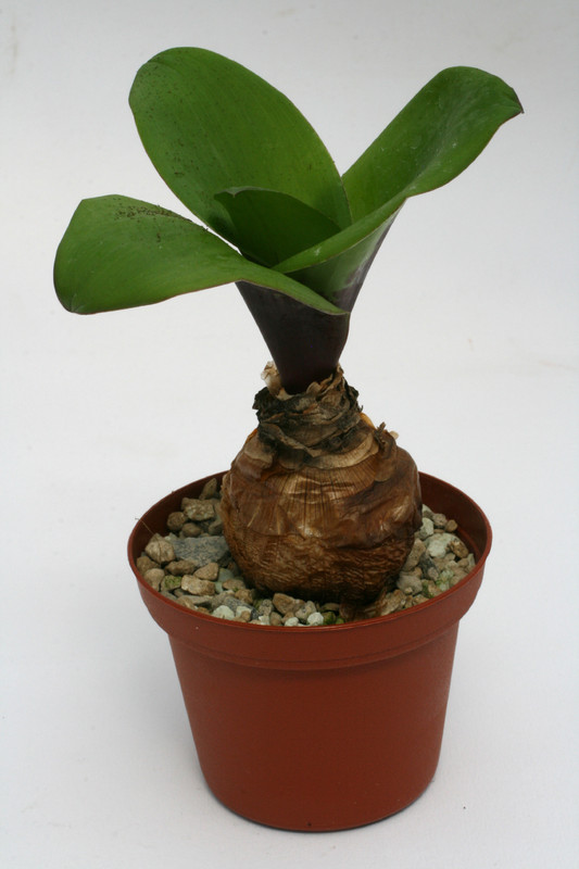 scilla kirkii iringa prov 2622