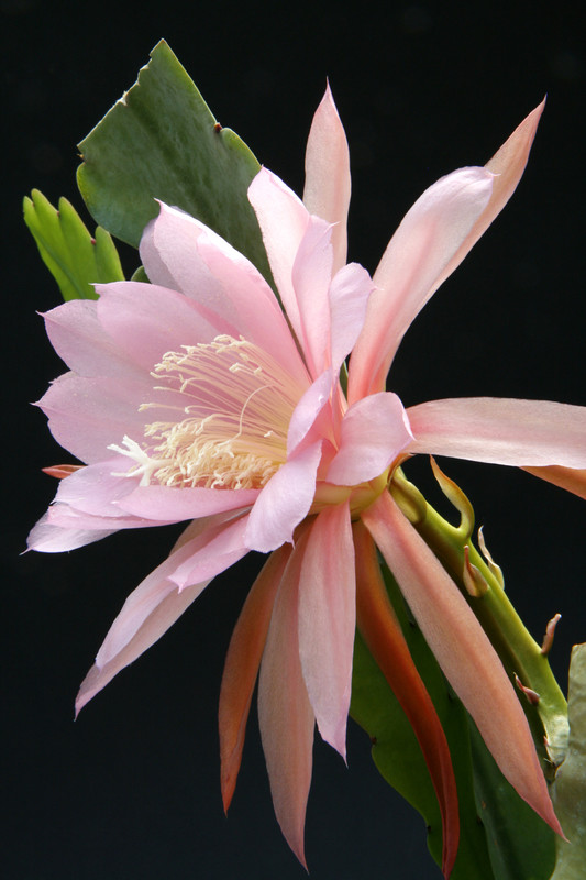 eh lotus queen 7562 7791