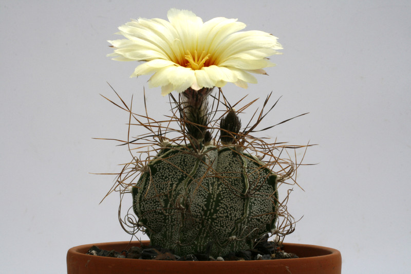 astrophytum capricorne minor sierra chiffron 9830