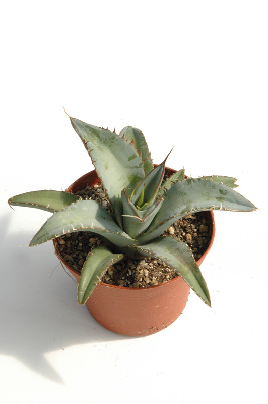 agave titanota 04