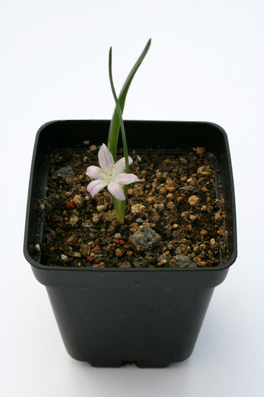 empodium plicatum 0898