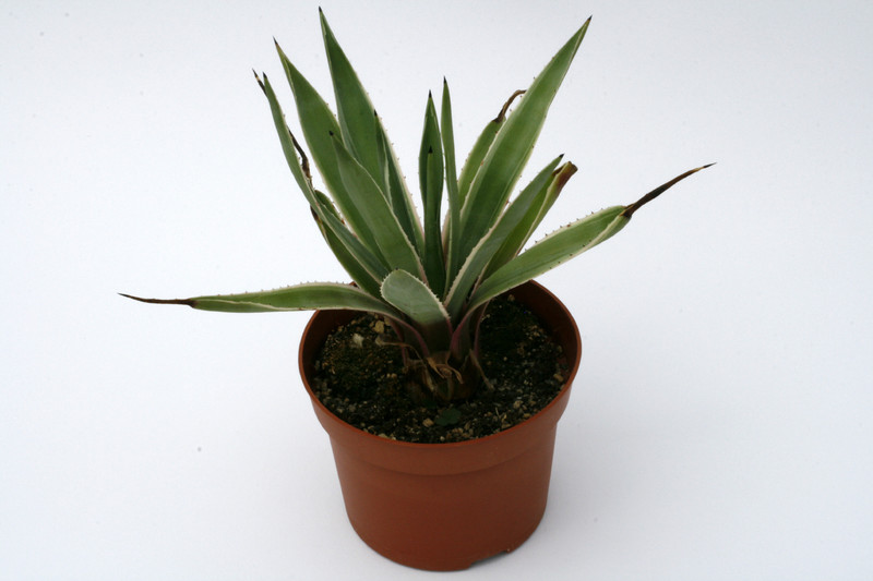 agave angustifolia marginata 0700