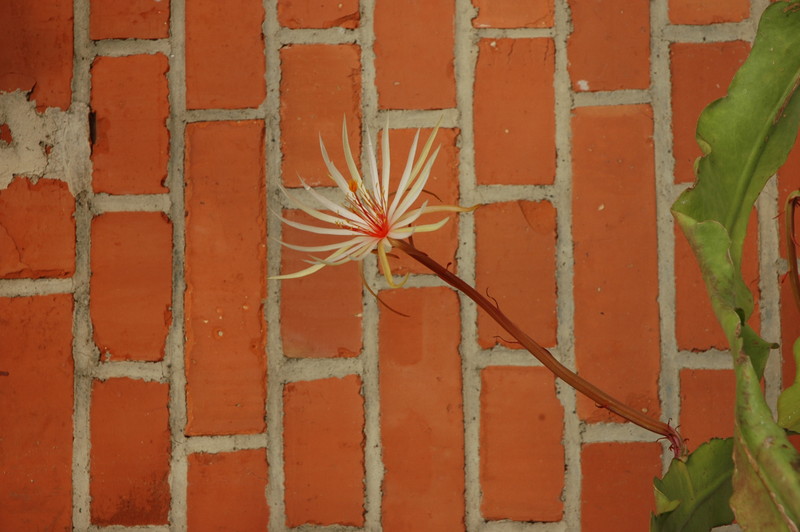epiphyllum phyllanthus rubrocoronatum rba373 728