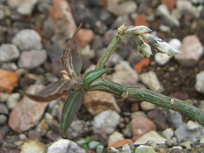 monadenium montanum 1369