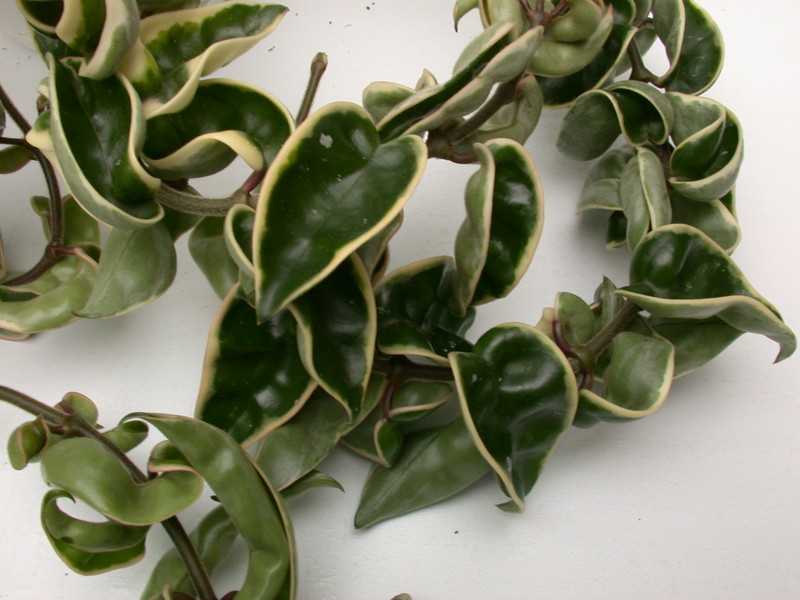 hoya carnosa compacta regalis 3949