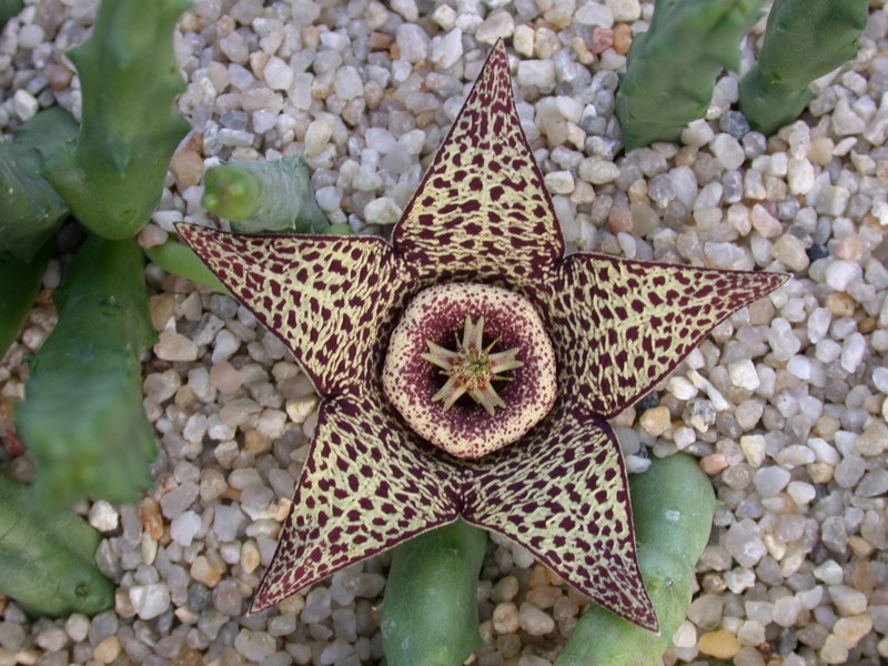 orbea variegata 02