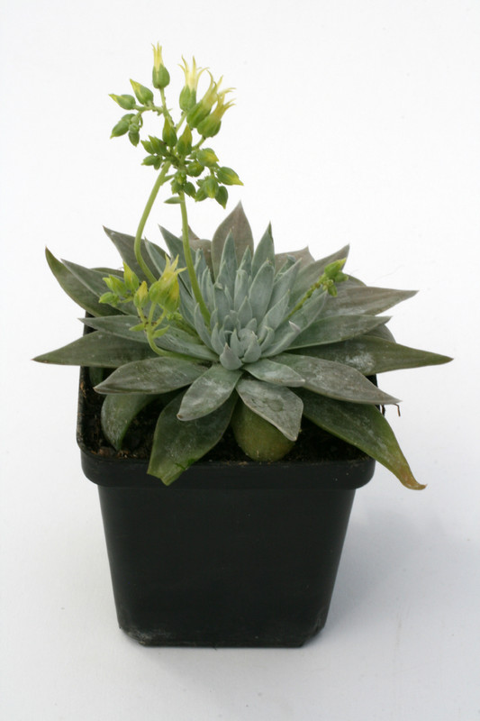 dudleya calcicola 2268