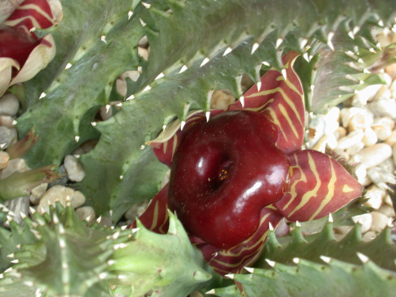 huernia zebrina magniflora karoo 02