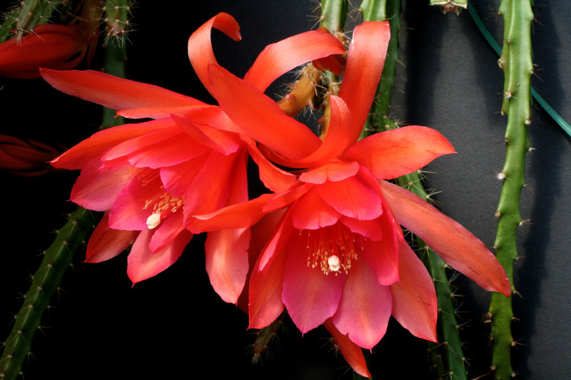 aporocactus oaklight 6615