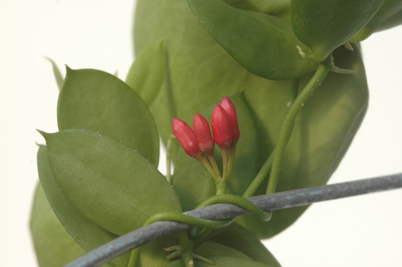 dischidia pectenoides 8621