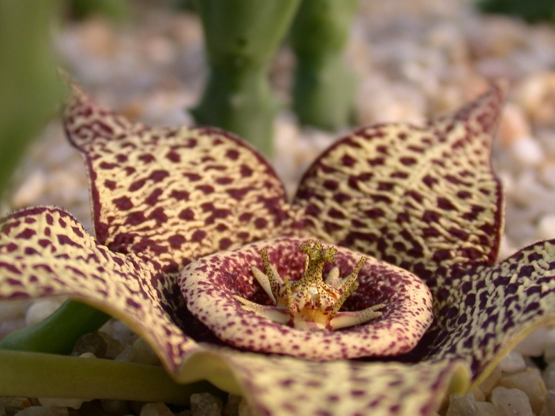 orbea variegata 03