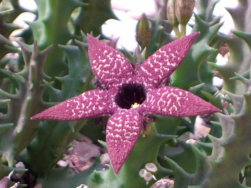 orbeopsis gerstneri elongata 1324.jpg