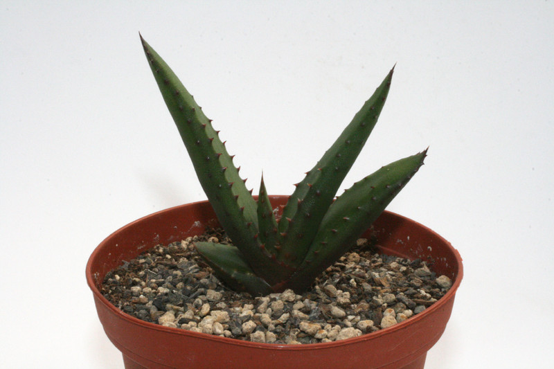 aloe wickensii 7708