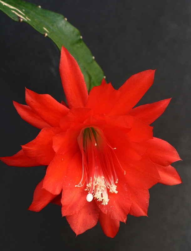 eh herr spitzer 0034