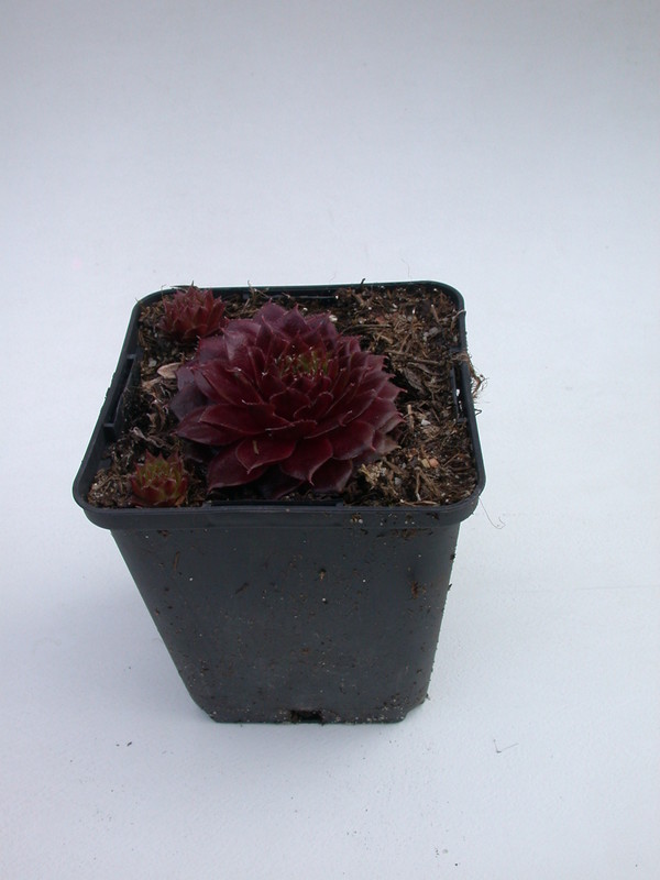 sempervivum rubin 5711