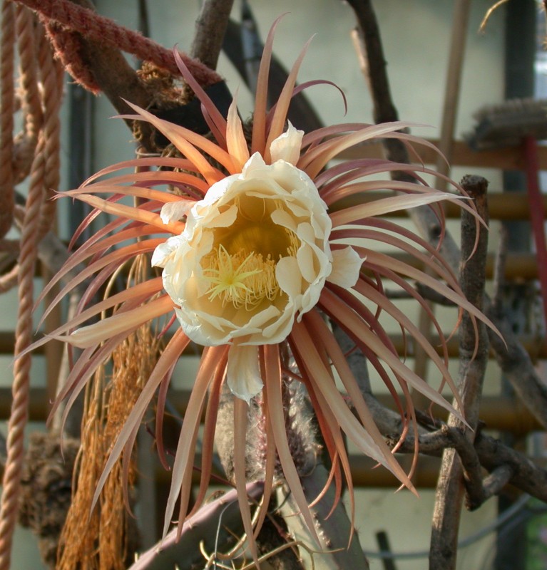 selenicereus grandiflorus 01