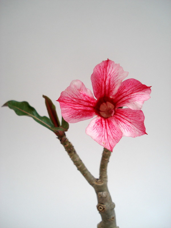 adenium thank mom 02