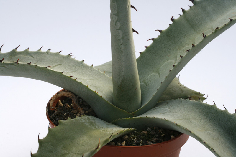 agave asperrima 7833