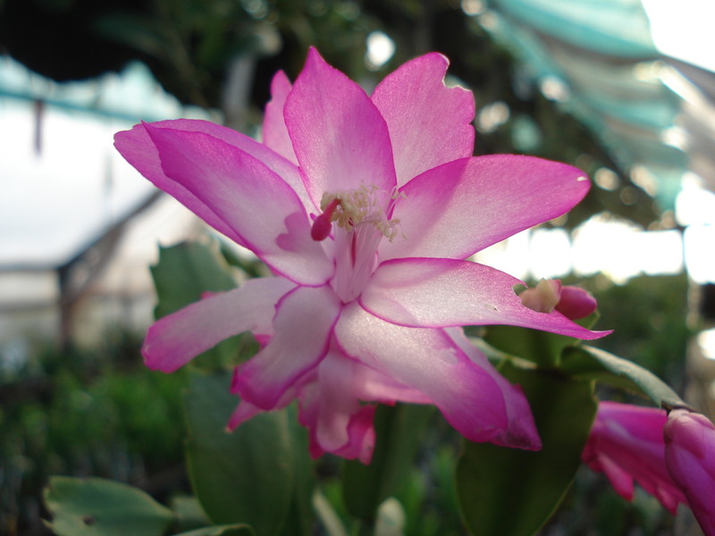 schlumbergera camilla 4875