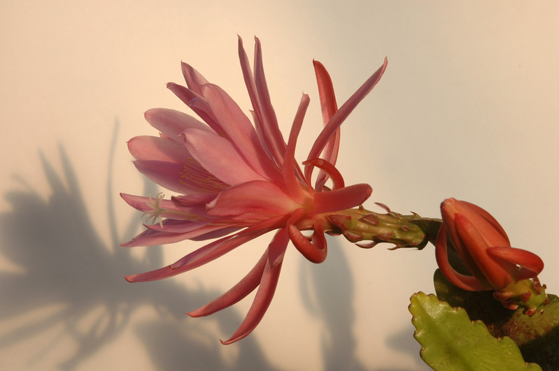 eh crenatus haagei 5820 04