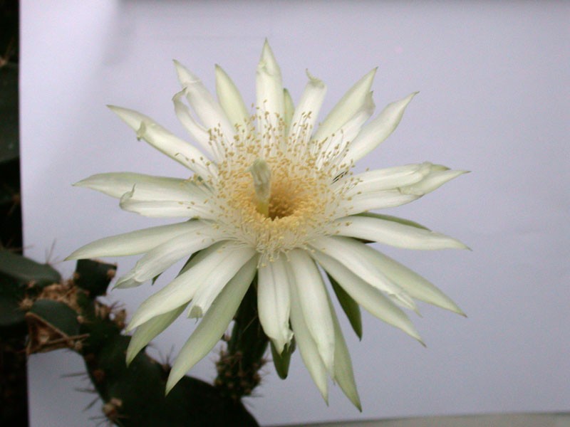 acanthocereus tetragonus 7811