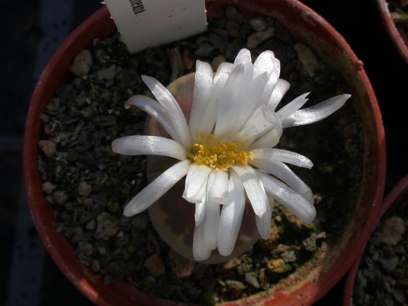 lithops hallii01