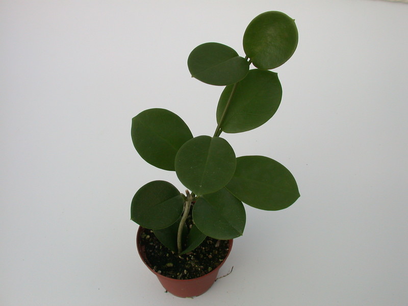 hoya coronaria 1428