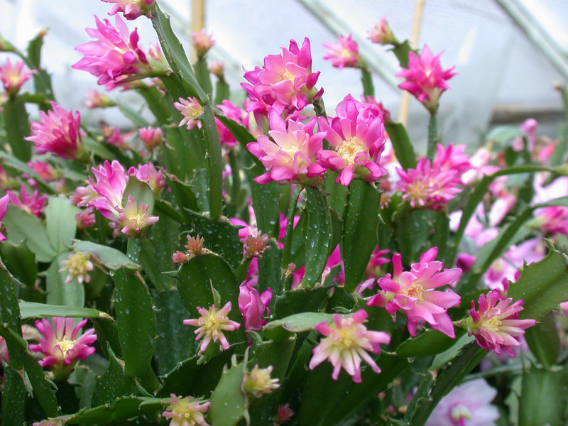 schlumbergera star burst 03