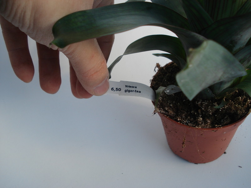 vriesea gigantea 5023