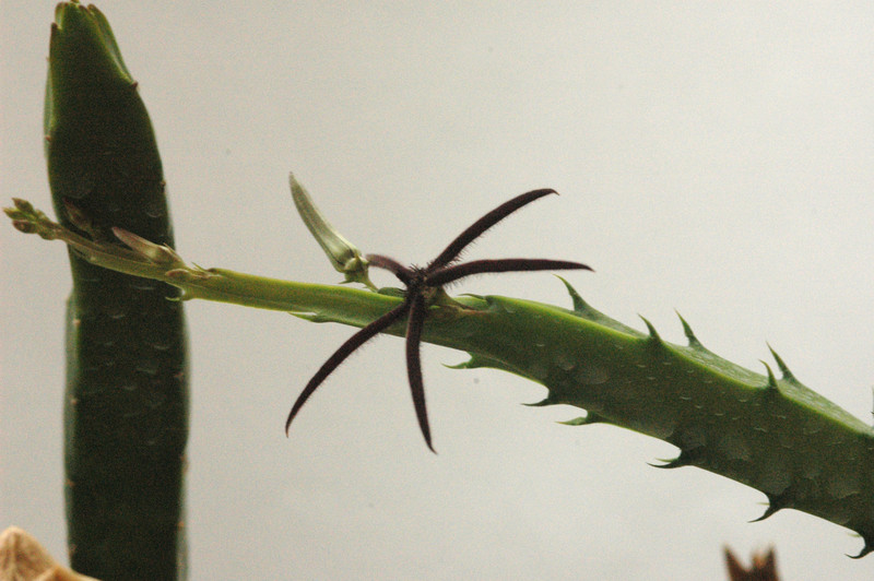caralluma aff arachnoidea 01