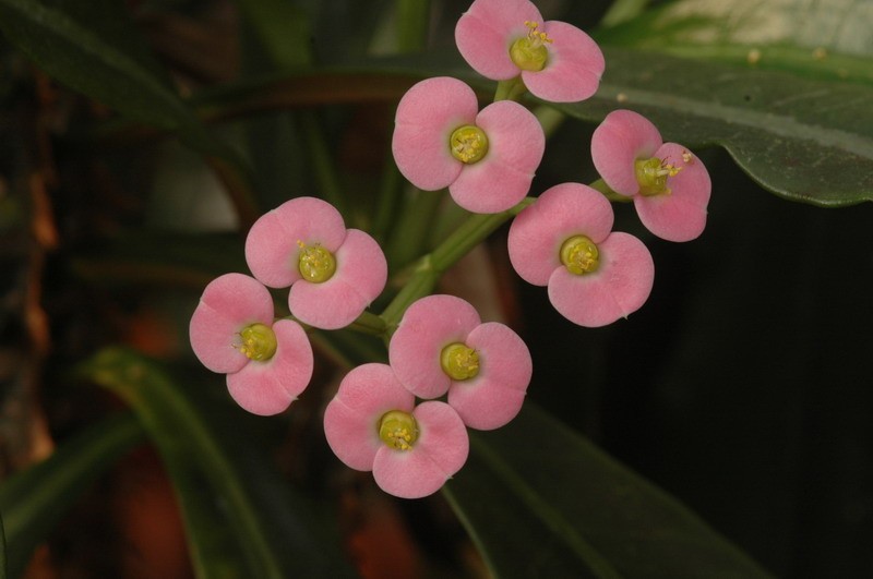 euphorbia lophogona 1178 sm