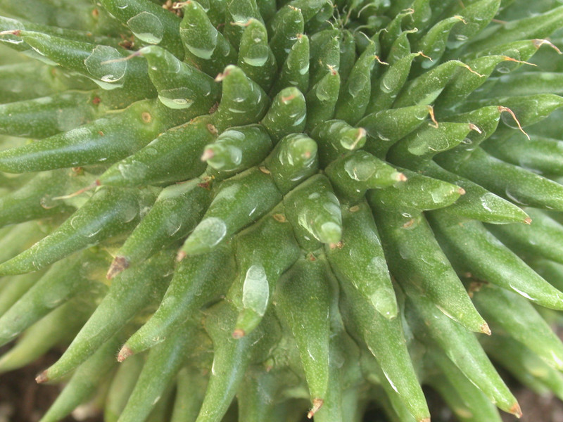 euphorbia suzannae 06