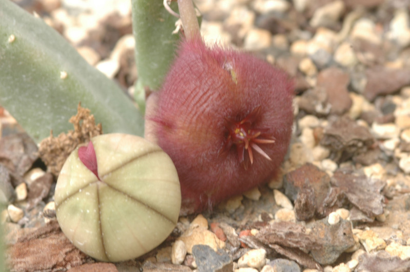 stapelia obducta 06